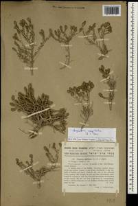 Thymbra capitata (L.) Cav., South Asia, South Asia (Asia outside ex-Soviet states and Mongolia) (ASIA) (Israel)