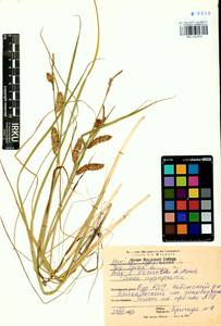 Carex vesicata Meinsh., Siberia, Baikal & Transbaikal region (S4) (Russia)