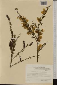 Cytisus scoparius (L.)Link, Western Europe (EUR) (Poland)
