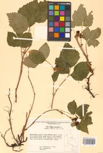 Rubus saxatilis L., Siberia, Russian Far East (S6) (Russia)