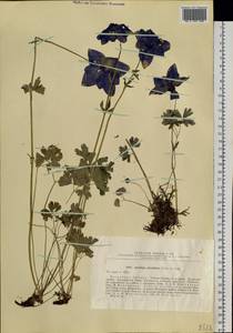 Aquilegia glandulosa Fisch., Siberia, Baikal & Transbaikal region (S4) (Russia)