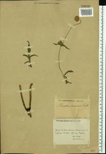 Knautia arvensis (L.) Coult., Eastern Europe, Rostov Oblast (E12a) (Russia)