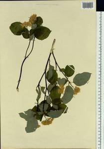Prunus, Siberia (no precise locality) (S0) (Russia)