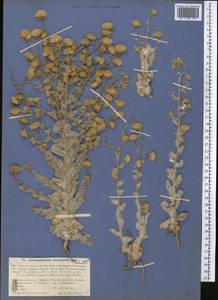 Lachnophyllum gossypinum Bunge, Middle Asia, Muyunkumy, Balkhash & Betpak-Dala (M9) (Kazakhstan)
