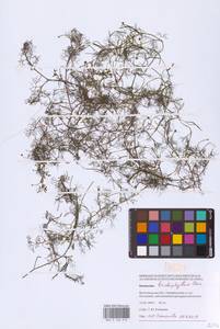 Ranunculus trichophyllus Chaix, Eastern Europe, Lower Volga region (E9) (Russia)