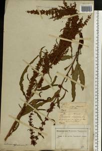 Rumex crispus L., Eastern Europe, Central forest-and-steppe region (E6) (Russia)