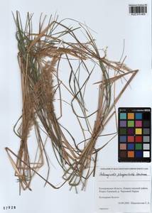 Calamagrostis purpurea (Trin.) Trin., Siberia, Altai & Sayany Mountains (S2) (Russia)