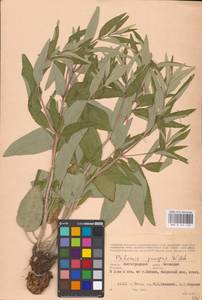 MHA 0 154 143, Phlomis herba-venti subsp. pungens (Willd.) Maire ex DeFilipps, Eastern Europe, Lower Volga region (E9) (Russia)