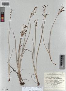 Juncus alpinoarticulatus Chaix, Siberia, Altai & Sayany Mountains (S2) (Russia)