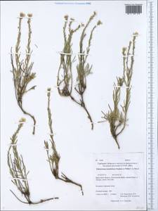 Stevenia tenuifolia (Stephan ex Willd.) D. A. German, Siberia, Baikal & Transbaikal region (S4) (Russia)