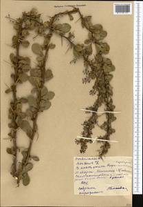 Berberis ulicina Hook. fil. & Thomson, Middle Asia, Western Tian Shan & Karatau (M3) (Kyrgyzstan)
