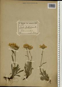 Inula montbretiana DC., South Asia, South Asia (Asia outside ex-Soviet states and Mongolia) (ASIA) (Turkey)