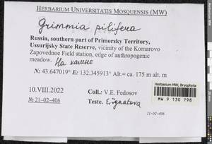 Grimmia pilifera P. Beauv., Bryophytes, Bryophytes - Russian Far East (excl. Chukotka & Kamchatka) (B20) (Russia)