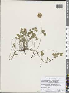 Trifolium repens L., Eastern Europe, Central forest-and-steppe region (E6) (Russia)
