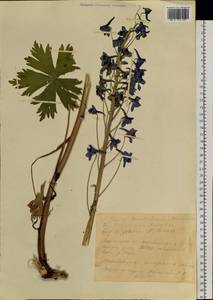 Delphinium elatum L., Siberia, Yakutia (S5) (Russia)