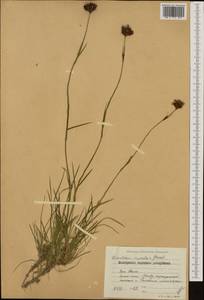 Dianthus cruentus Griseb., Western Europe (EUR) (Bulgaria)