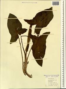 Arum italicum subsp. albispathum (Steven ex Ledeb.) Prime, Caucasus, Azerbaijan (K6) (Azerbaijan)