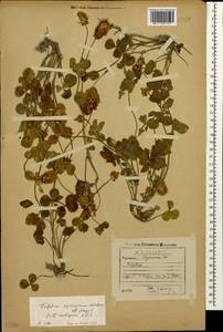 Trifolium ambiguum M.Bieb., Caucasus, Georgia (K4) (Georgia)