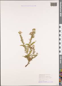 Echium italicum subsp. biebersteinii (Lacaita) Greuter & Burdet, Caucasus, Krasnodar Krai & Adygea (K1a) (Russia)