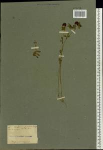 Trifolium campestre Schreb., Eastern Europe, South Ukrainian region (E12) (Ukraine)