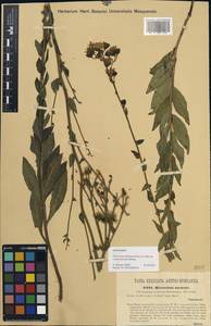 Hieracium brevifolium subsp. congestifolium (Oborny) Zahn, Western Europe (EUR) (Croatia)