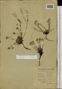 Eritrichium rupestre (Georgi) Bunge, Siberia, Baikal & Transbaikal region (S4) (Russia)