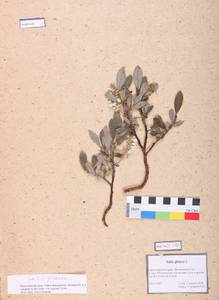 Salix glauca L., Siberia, Altai & Sayany Mountains (S2) (Russia)