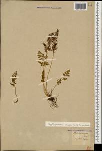 Cryptogramma crispa (L.) R.Br., Caucasus, Georgia (K4) (Georgia)