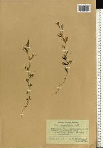Vicia sativa subsp. nigra (L.)Ehrh., Eastern Europe, North Ukrainian region (E11) (Ukraine)