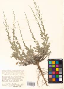 Artemisia lercheana Weber ex Stechm., Eastern Europe, Lower Volga region (E9) (Russia)