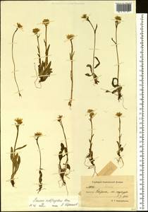 Tephroseris subfrigida (Kom.) Holub, Siberia, Chukotka & Kamchatka (S7) (Russia)