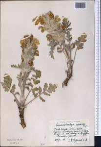 Phlomoides speciosa (Rupr.) Adylov, Kamelin & Makhm., Middle Asia, Northern & Central Tian Shan (M4) (Kazakhstan)