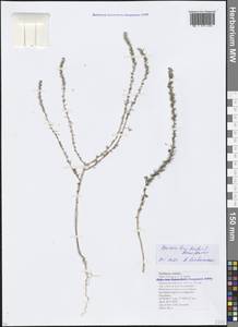 Bassia laniflora (S. G. Gmel.) A. J. Scott, Caucasus, Krasnodar Krai & Adygea (K1a) (Russia)