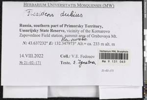 Fissidens dubius P. Beauv., Bryophytes, Bryophytes - Russian Far East (excl. Chukotka & Kamchatka) (B20) (Russia)