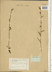 Campanula glomerata L., Eastern Europe, North-Western region (E2) (Russia)