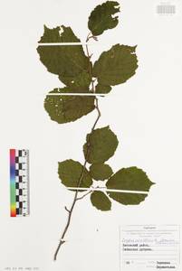 Corylus avellana L., Eastern Europe, Central region (E4) (Russia)