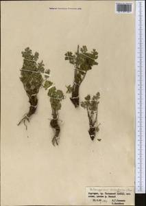 Aulacospermum tianschanicum (Korovin) C. Norman, Middle Asia, Western Tian Shan & Karatau (M3) (Kyrgyzstan)