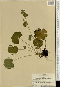 Alchemilla breviloba H. Lindb., Eastern Europe, Central region (E4) (Russia)