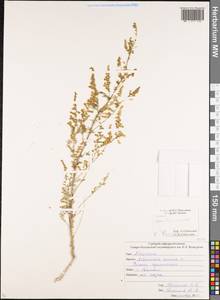 Artemisia annua L., Caucasus, South Ossetia (K4b) (South Ossetia)