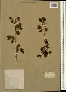 Morus alba L., Caucasus, Georgia (K4) (Georgia)