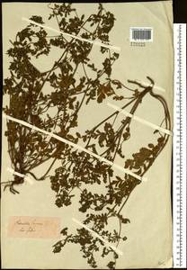 Potentilla supina L., Siberia (no precise locality) (S0) (Russia)