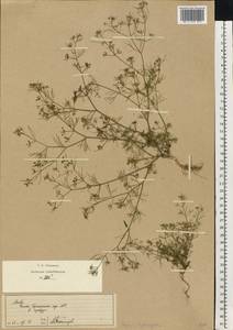 Cyclospermum leptophyllum (Pers.) Sprague, Eastern Europe, Moscow region (E4a) (Russia)