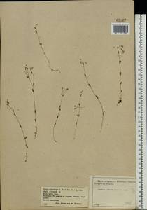 Linum catharticum L., Eastern Europe, Central forest-and-steppe region (E6) (Russia)