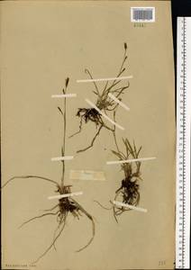Carex vaginata Tausch, Eastern Europe, Central forest-and-steppe region (E6) (Russia)