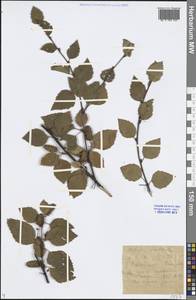 Betula fruticosa Pall., Siberia, Baikal & Transbaikal region (S4) (Russia)