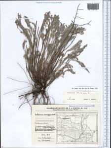 Artemisia caerulescens subsp. caerulescens, Caucasus, Stavropol Krai, Karachay-Cherkessia & Kabardino-Balkaria (K1b) (Russia)
