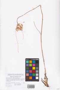 Allium flavum subsp. tauricum (Besser ex Rchb.) K.Richt., Eastern Europe, Rostov Oblast (E12a) (Russia)
