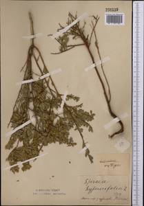 Spiraea hypericifolia L., Middle Asia, Northern & Central Kazakhstan (M10) (Kazakhstan)