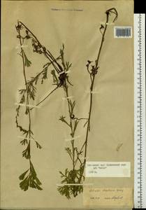 Artemisia desertorum Spreng., Siberia, Russian Far East (S6) (Russia)