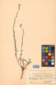 Berteroa incana (L.) DC., Eastern Europe, Eastern region (E10) (Russia)